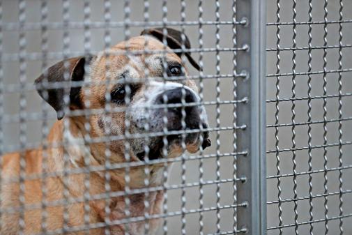 Hund Chico hinter Gittern im Zwinger